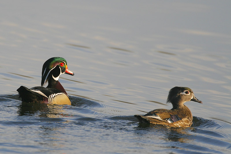 Wood Ducks are types of ducks identified by their vibrant plumage and helmets