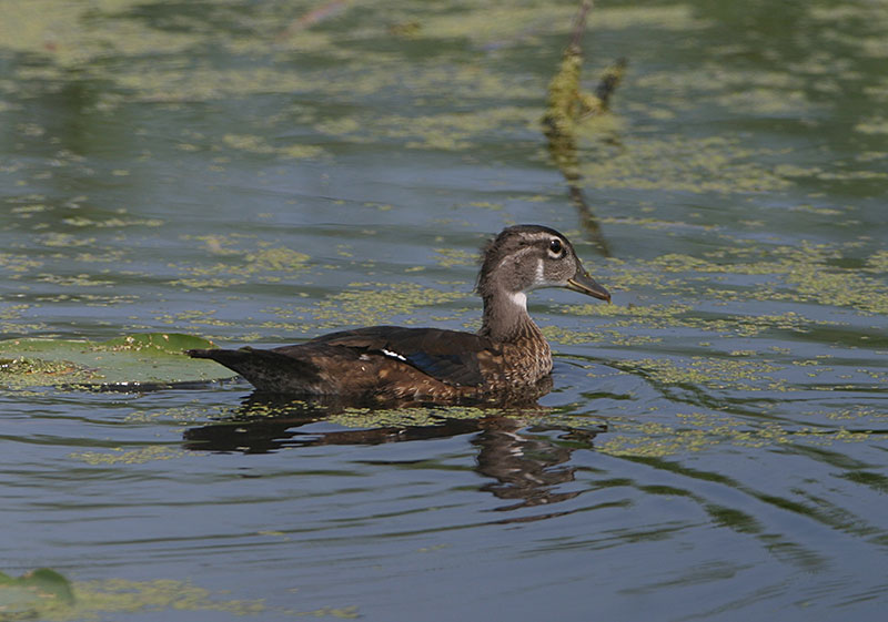 Young Wood Duck