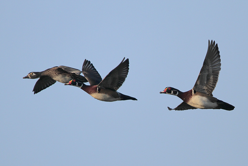 Wood Ducks in flight