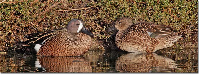 Pair of Blue-winged Teals