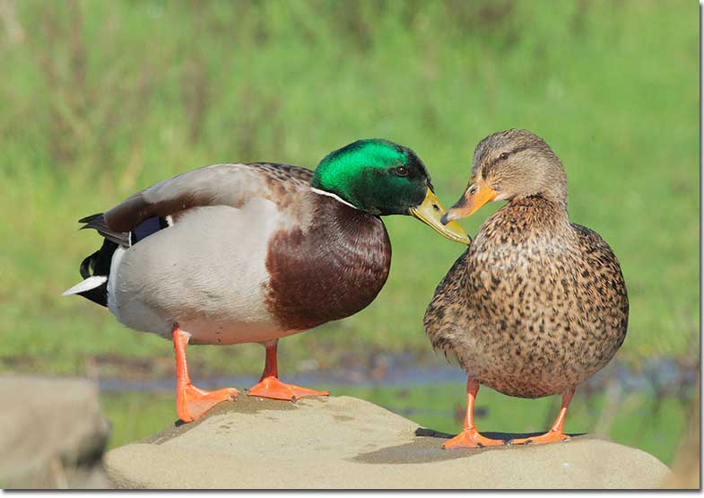 Mallards are most common types of ducks