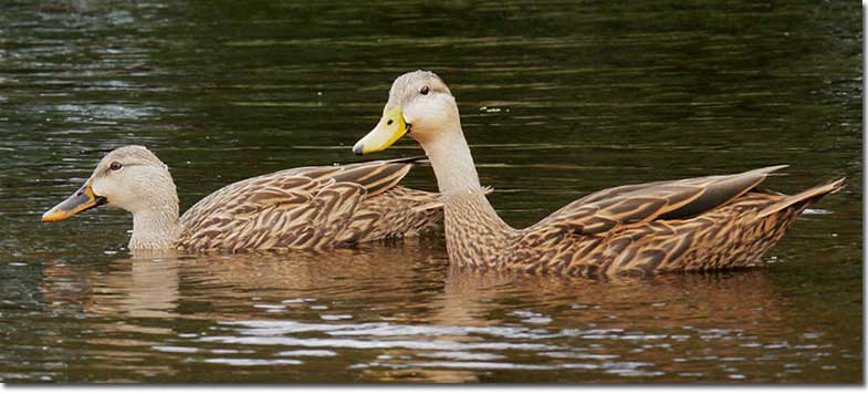 Mottled Duck and Mallard