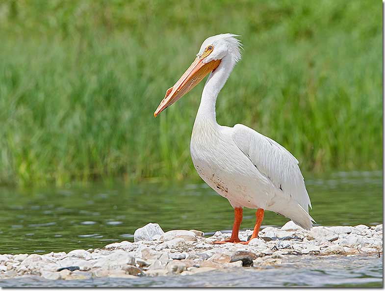 American White Pelican