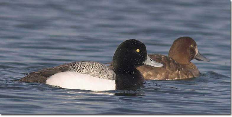 Greater Scaup pair