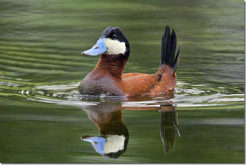 Male Ruddy Ducks are types of ducks easily identified bu their bills and short body