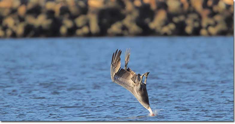 Brown Pelican Brown Pelican