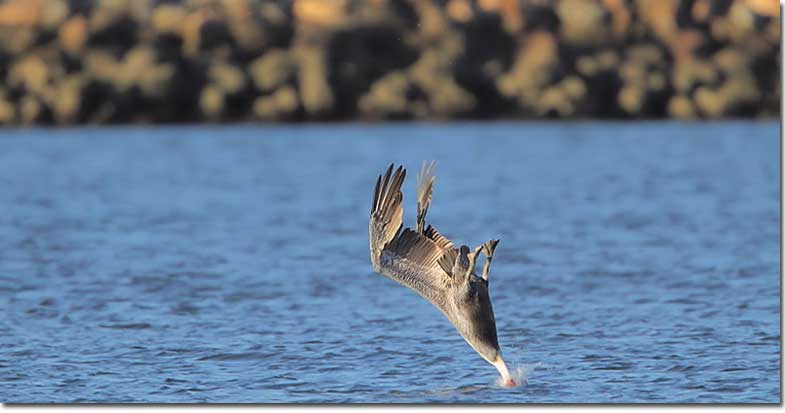 Brown Pelican