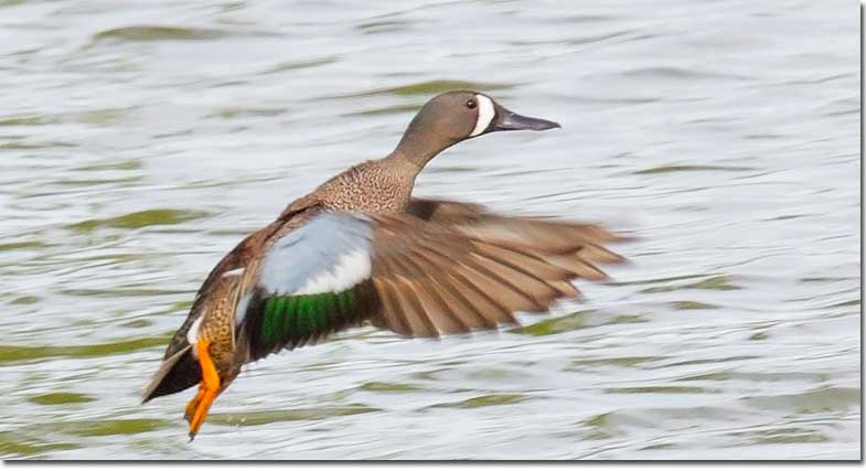 Blue-winged Teal on take off