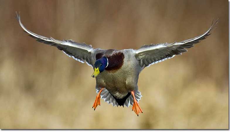 Male mallard in flight - front view