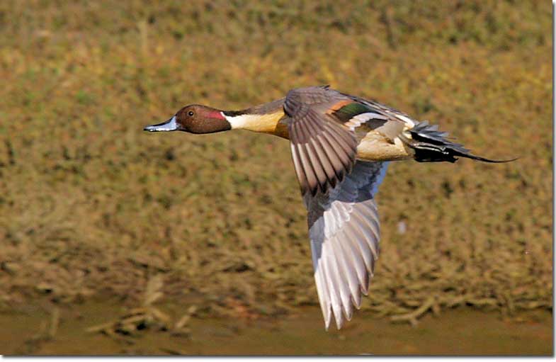 Northern Pintail male in flight