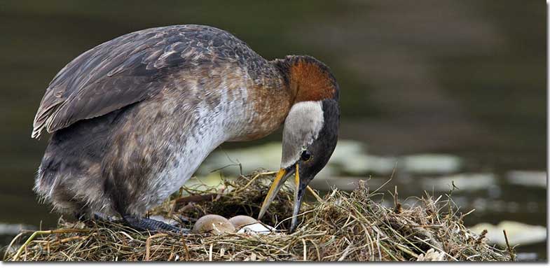 Red-necked Grebe at nest