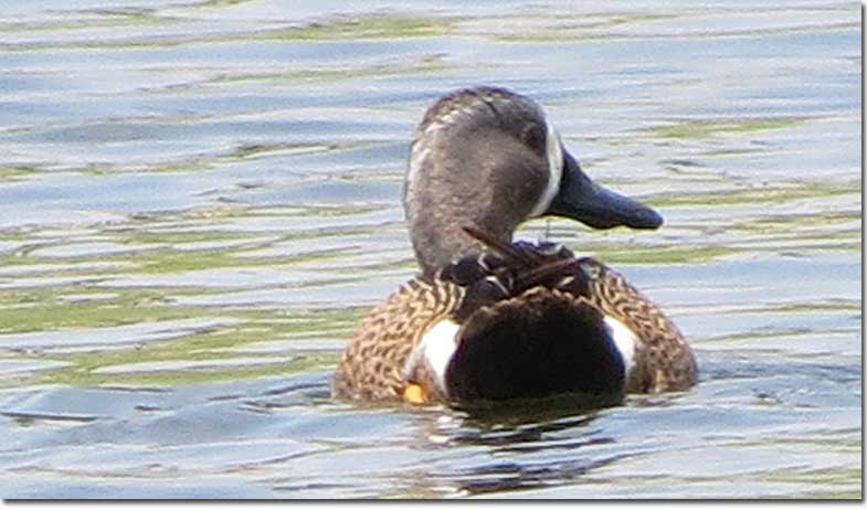 Blue-winged Teal male from the back