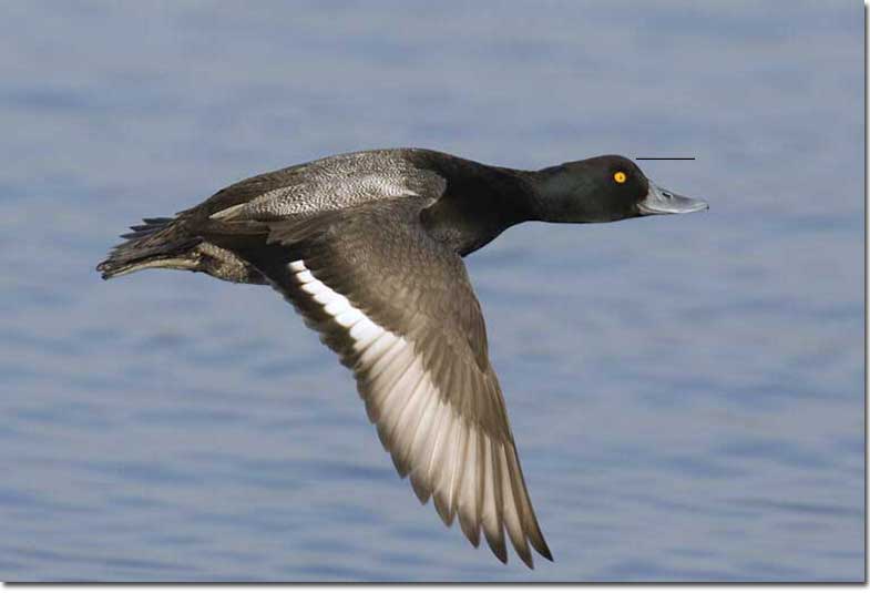 Greater Scaup male flight
