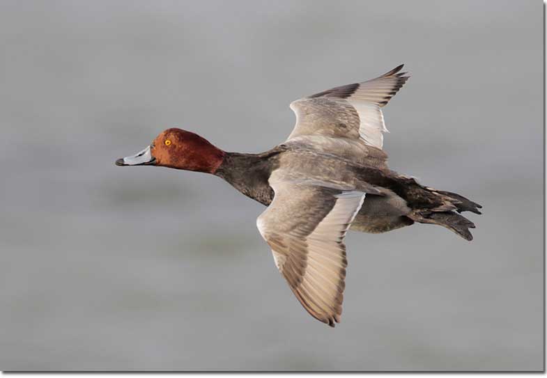 Male redhead in flight