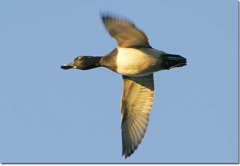 Ring-necked Duck male in flight