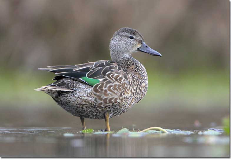 Blue-winged Teal 