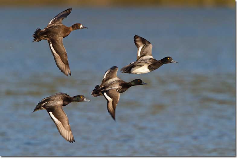 Lesser Scaup several in flight