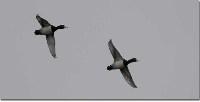 Ring-necked Ducks in flight