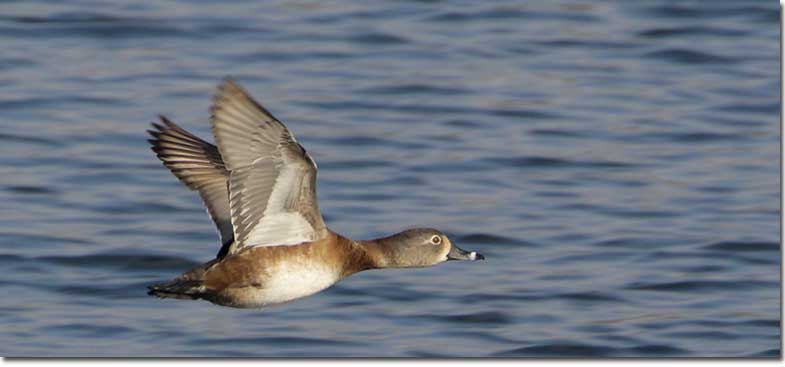 Ring-necked Duck female in flight