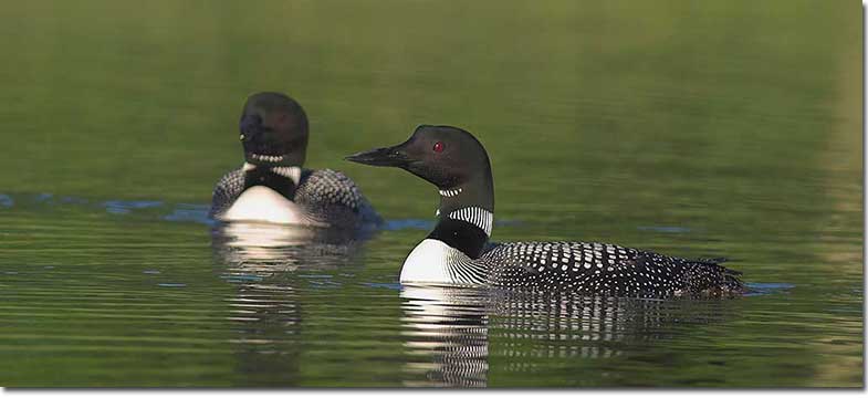 Common Loon in summer plumage