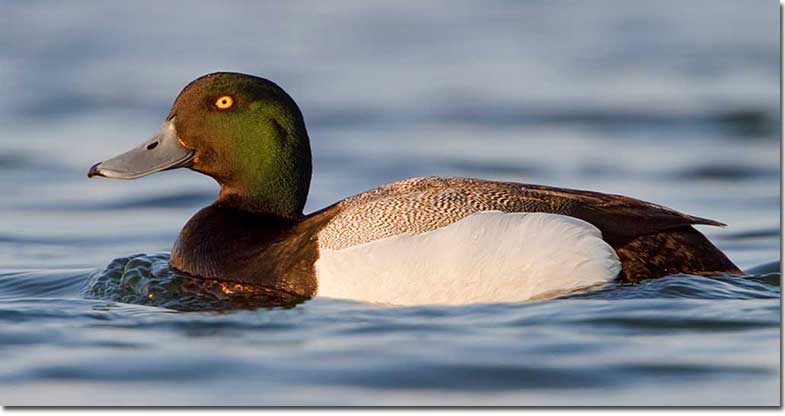 Greater scaup male