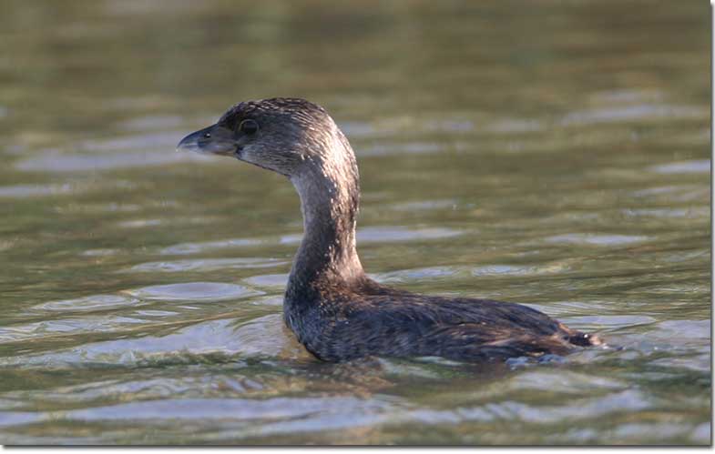Poied-billed Grebe side view