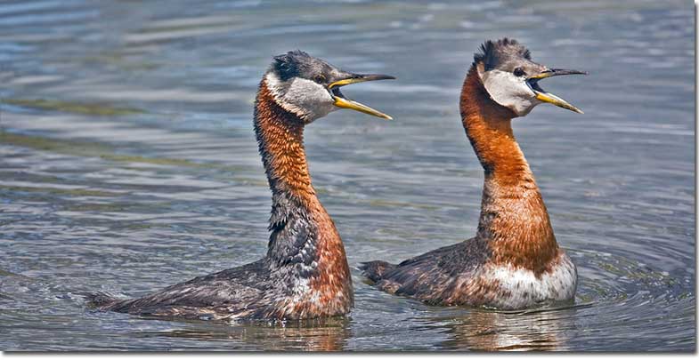 Red-necked Grebe pair displaying
