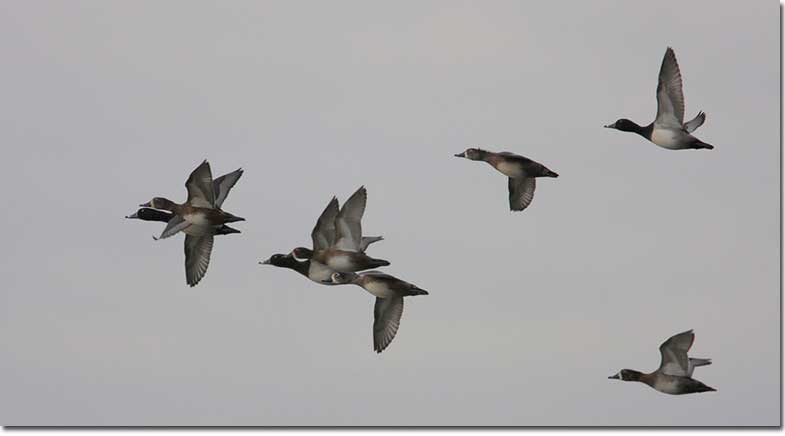 Ring-necked Ducks in flight