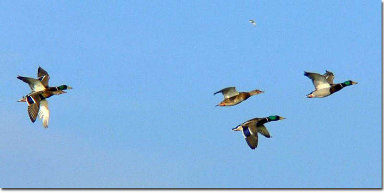 Mallard flock in flight