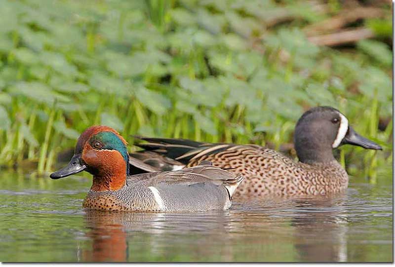 Green-winged Teal and Blue-winged Teal