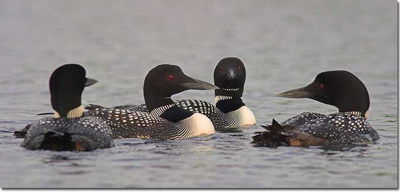 Common Loon in summer plumage