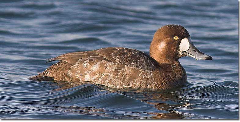 Greater scaup female 