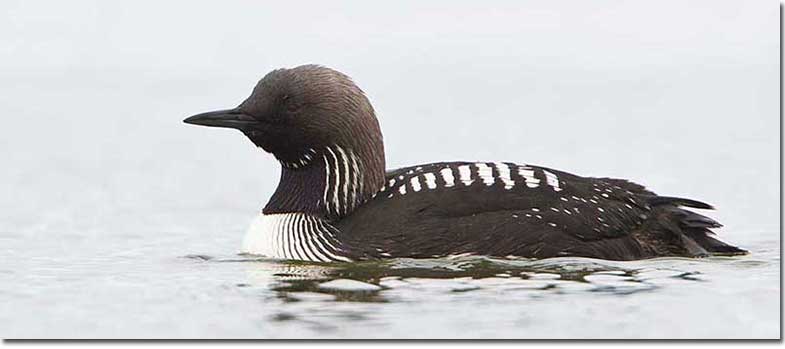 Pacific Loon side view
