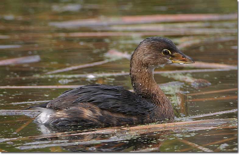Poied-billed Grebe side view