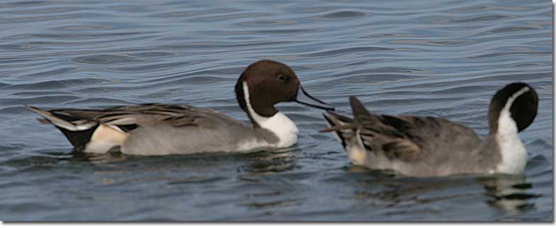 Northern Pintail males