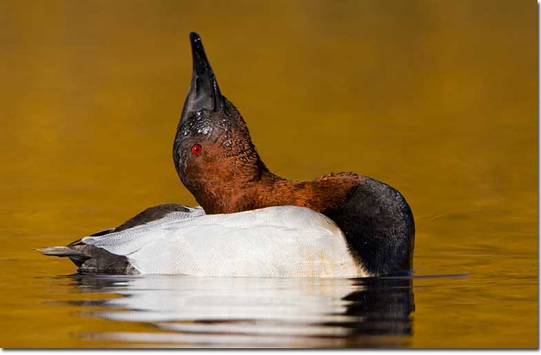 Male Canvasback displaying