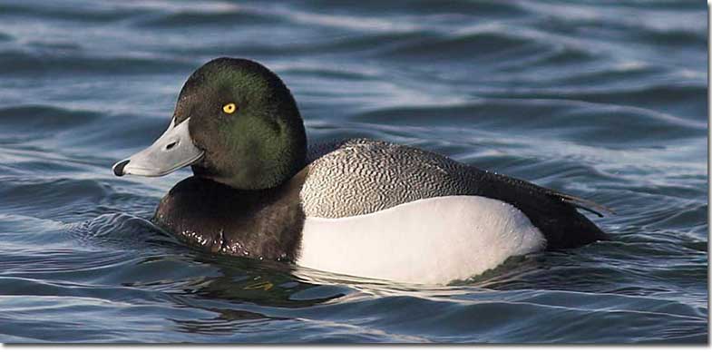 This type of duck is the male Greater Scaup