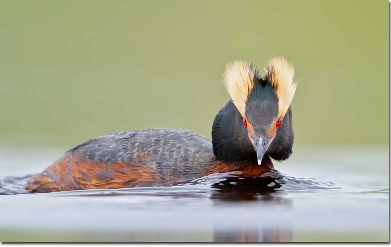 Horned Grebe in summer plumage head stright on