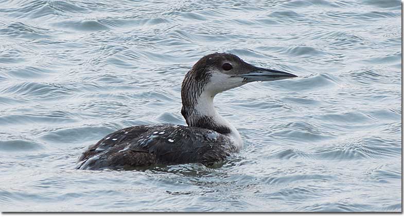 Common Loon in winter plumage