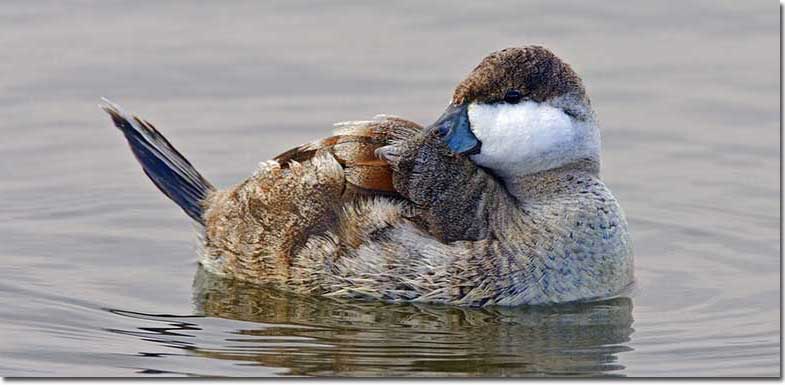 Male ruddy duck in winter plumage