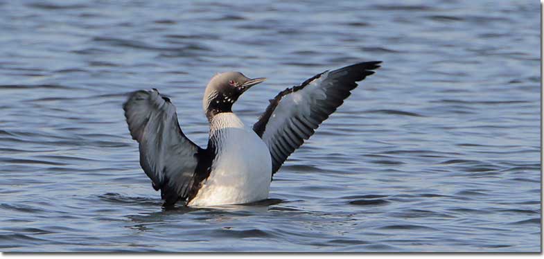 Pacific Loon stretching