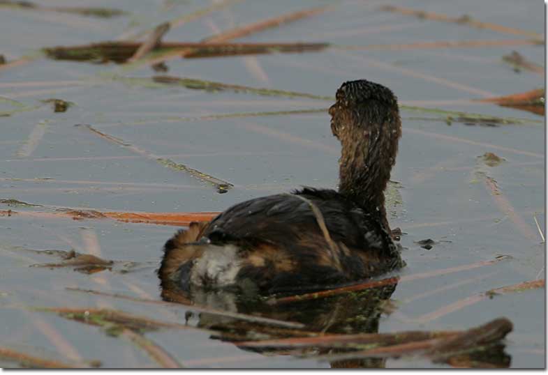 Pied-billed Grebe from back