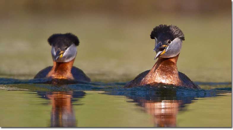 Red-necked Grebe crest up