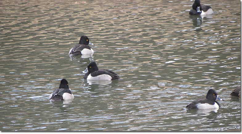 Ring-necked Ducks on a pond