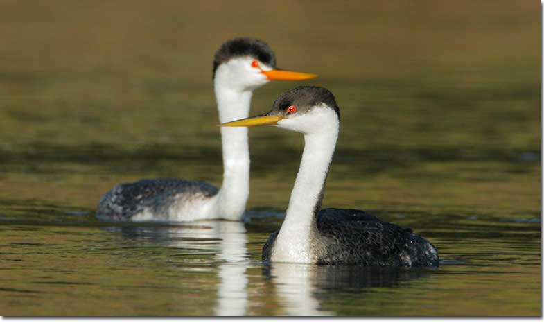 Western and Clark's Grebe