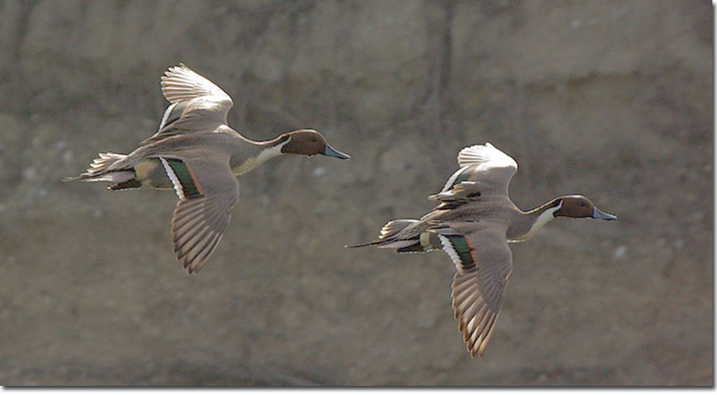 Northern Pintail pair in flight
