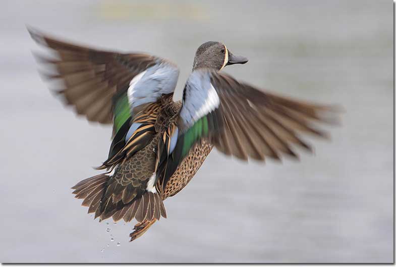 Blue-winged Teal flight from the back
