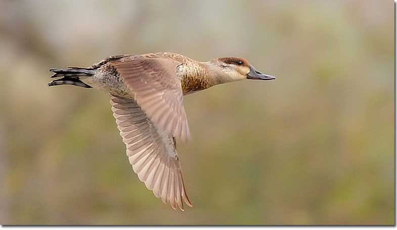 Ruddy duck in flight