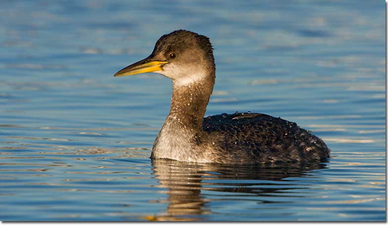 Red-necked Grebe winter plumage