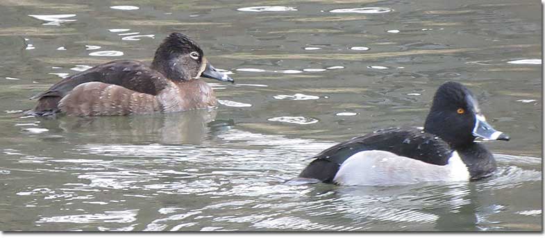 Pair of Ring-necked Ducks
